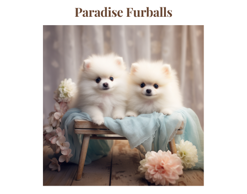 paradise furballs e1696729806403
